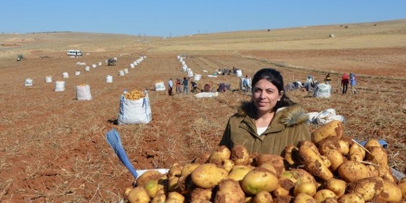 Malatya’da Patates Hasadı Yüz Güldürüyor