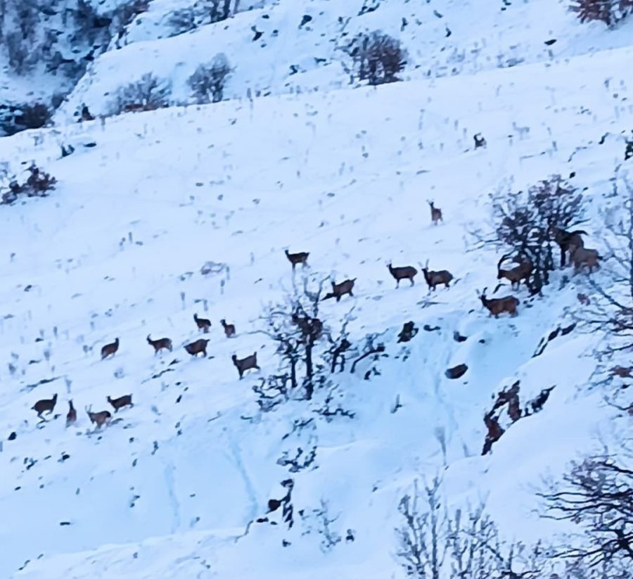 Sürü Halinde Gezen Yaban Keçileri Kameralara Yakalandı