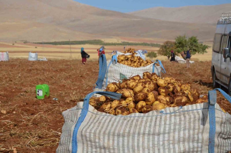 Darende’de Patates Hasadı Başladı