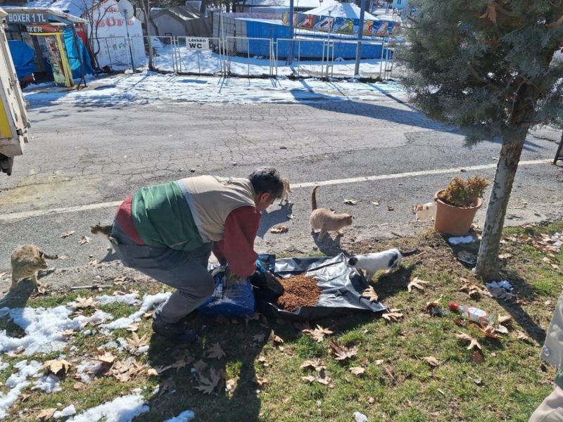 Büyükşehir Belediyesi sokak hayvanlarını unutmadı