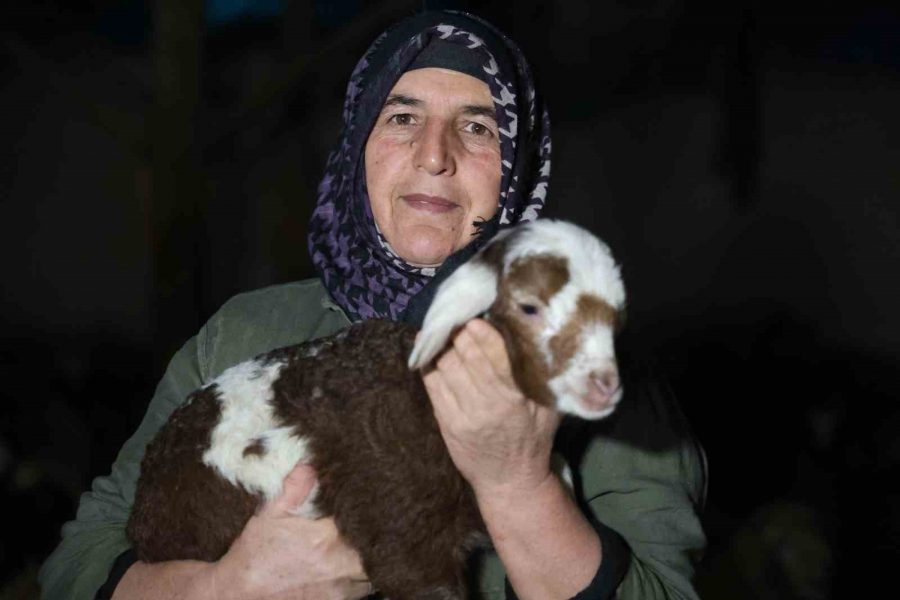 Yeni yılın ilk kuzuları dünyaya geldi