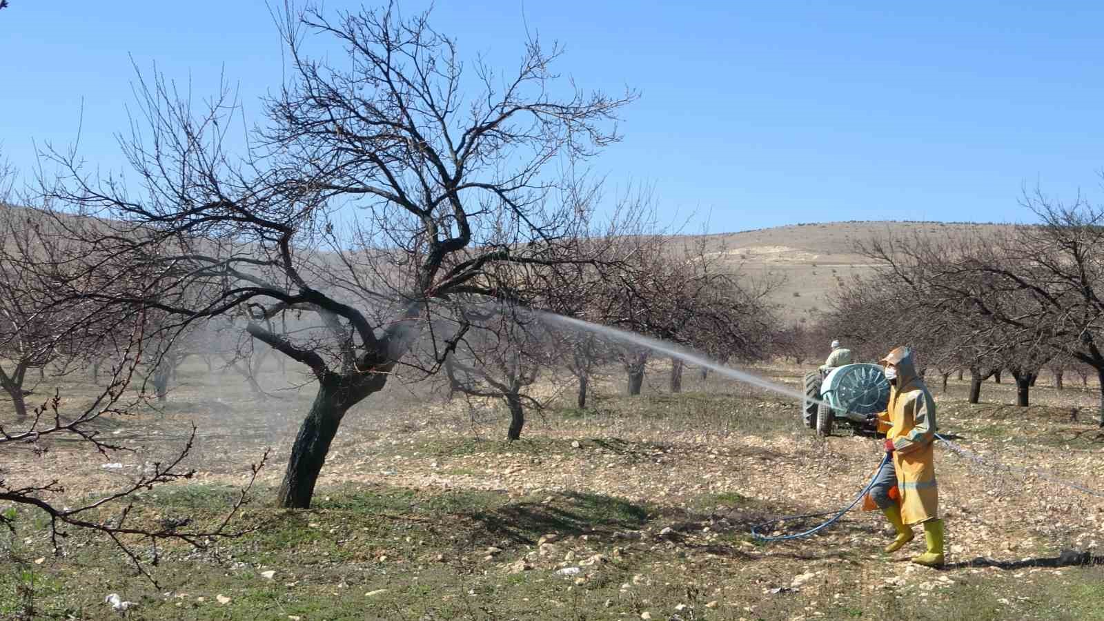 Erken Tomurcuklanan Kayısı Ağaçları Endişelendirdi