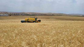 Adıyaman’da Hasat Başladı